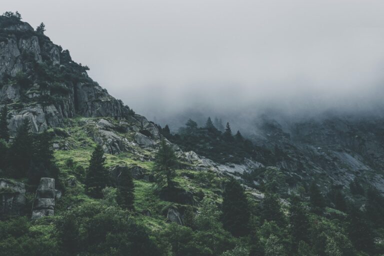 Home Green Leafed Trees During Fog Time 167684 768x512